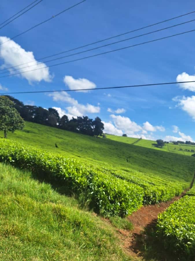 Nairobi: Tea Farm Day Trip with Lunch at kiambethu - Key things that make this day trip worth your time