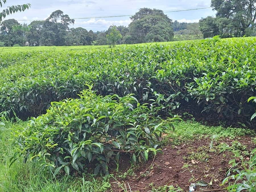 Nairobi: Tea Farm Day Trip with Lunch at kiambethu - Kiambethu Tea Farm, just outside Nairobi, with the real tea story