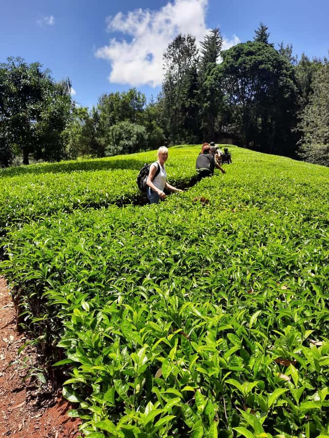 Nairobi: Tea Farm Day Trip with Lunch at kiambethu - Tea picking in the fields, plus why leaf plucking is a skill