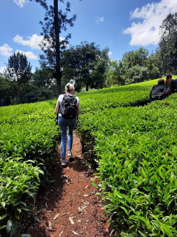 Nairobi: Tea Farm Day Trip with Lunch at kiambethu - Orthodox tea production, where your souvenir actually has a story