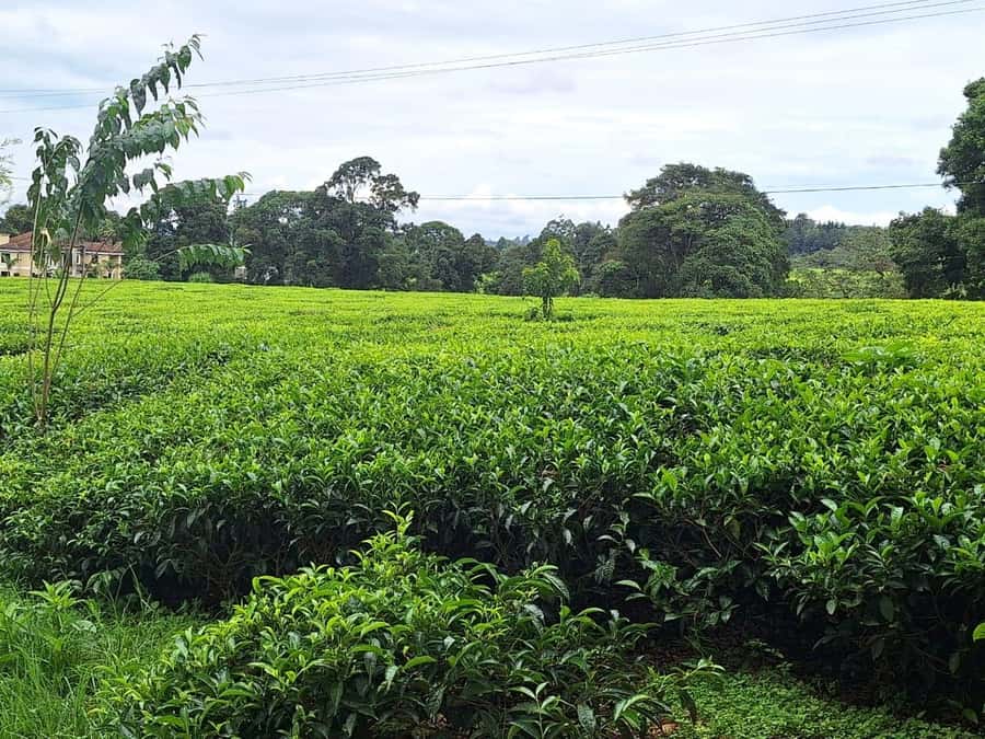Nairobi: Tea Farm Day Trip with Lunch at kiambethu - Forest trek, indigenous plants, and the waterfall dip