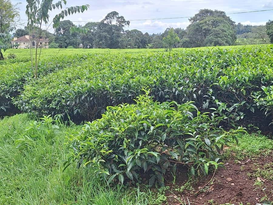 Nairobi: Tea Farm Day Trip with Lunch at kiambethu - Price and the cash entry fee: what the total really looks like