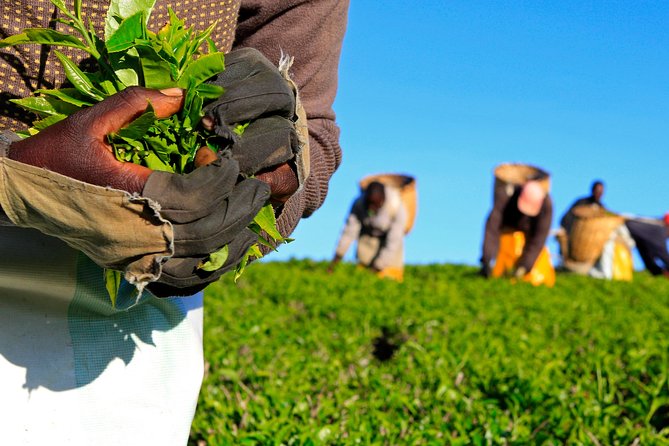 Nairobi to Kiambethu Tea Farm Tour - Key things to know before you go