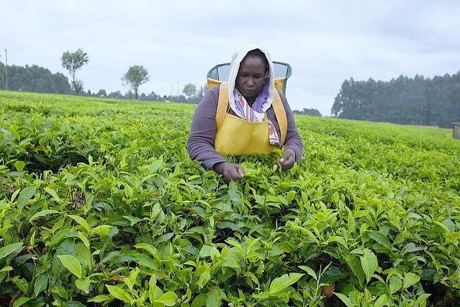 Nairobi to Kiambethu Tea Farm Tour - Nairobi tea farm time: why this day trip works