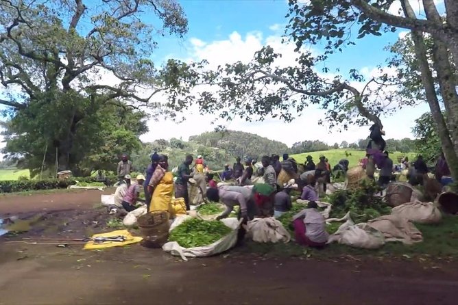 Nairobi to Kiambethu Tea Farm Tour - Touring the tea fields: seeing how the farm actually runs