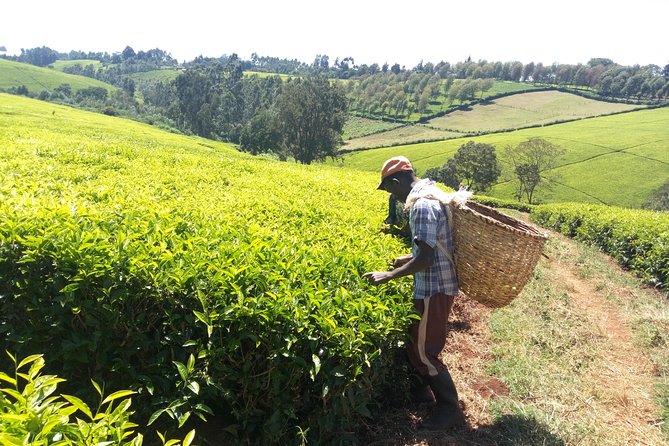 Nairobi to Kiambethu Tea Farm Tour - The indigenous forest walk and Colobus monkey spotting