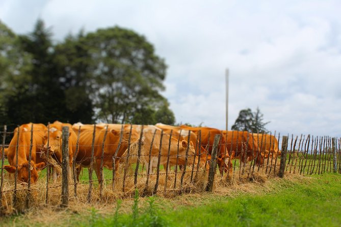 Nairobi to Kiambethu Tea Farm Tour - The 3-course lunch: farm-fresh food that matches the theme