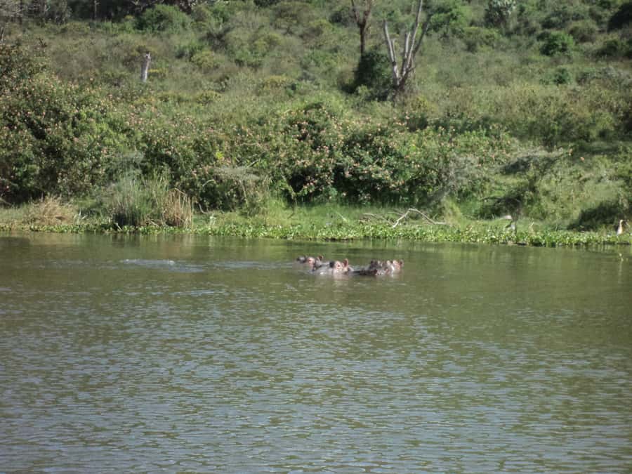 Nairobi to Lake Naivasha Day Tour with Crescent Island - Timing, comfort, and what to bring so you enjoy it