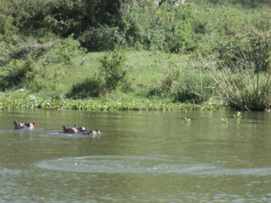 Nairobi to Lake Naivasha Day Tour with Crescent Island - Crescent Island boat ride: where the lake steals the show