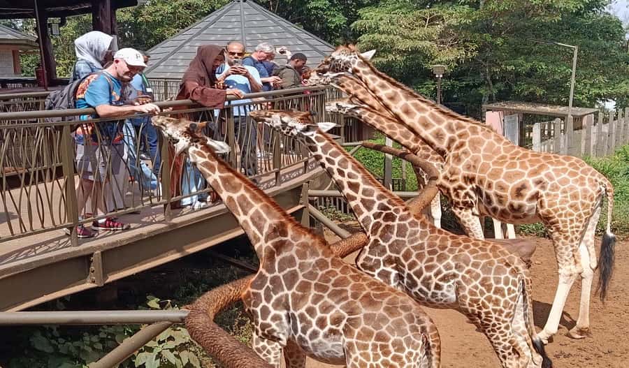 Nairobi Walking Tour, GiraffeCentre & Souvenir Shopping Tour - The Downtown Walk: What You’ll Actually See (and How to Make It Meaningful)