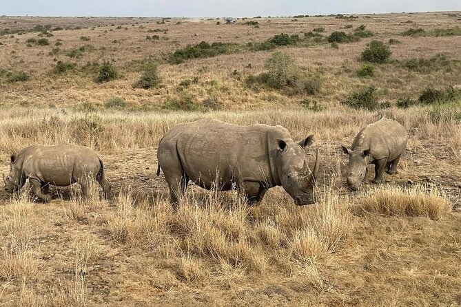 National Park Half-Day Group Tour in Nairobi with Pickup - Why Nairobi National Park works for a half-day safari