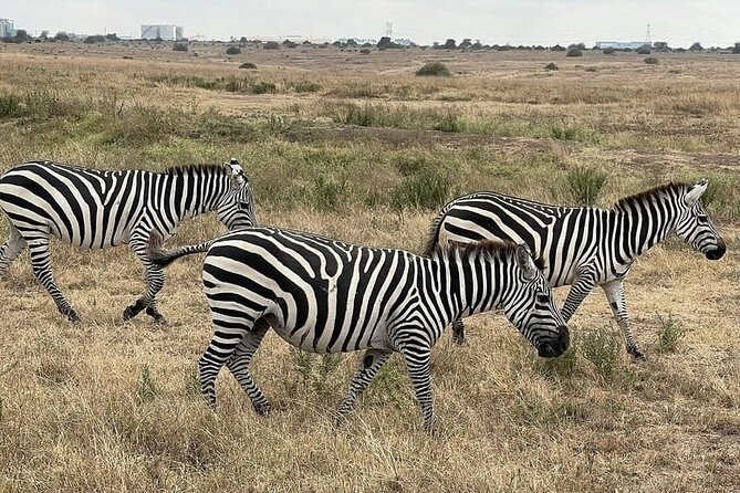 National Park Half-Day Group Tour in Nairobi with Pickup - Nairobi National Park game drive: what the guide actually does