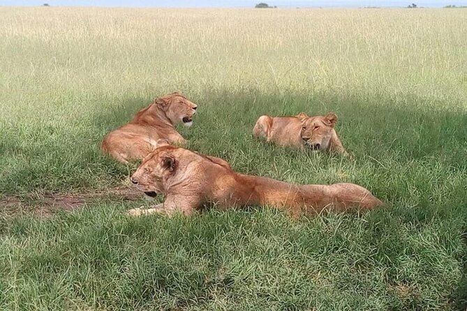 National Park Half-Day Group Tour in Nairobi with Pickup - Wildlife odds in a short outing: lions, rhinos, and the wow moments