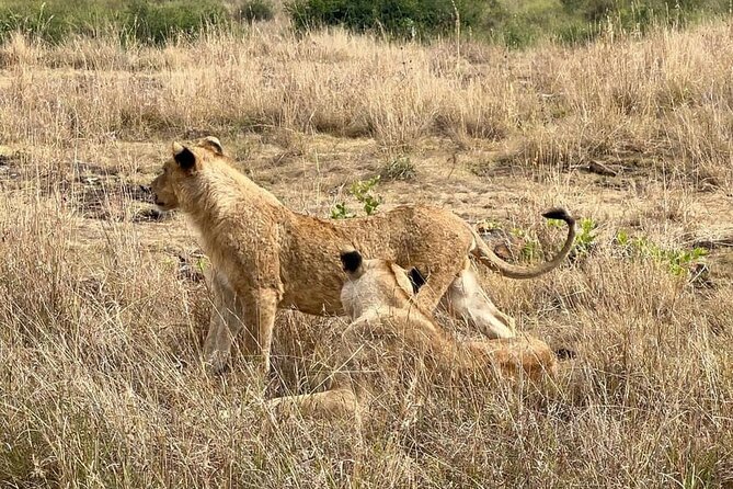 National Park Half-Day Group Tour in Nairobi with Pickup - Your guide experience: what you can look for with Félix and Martin