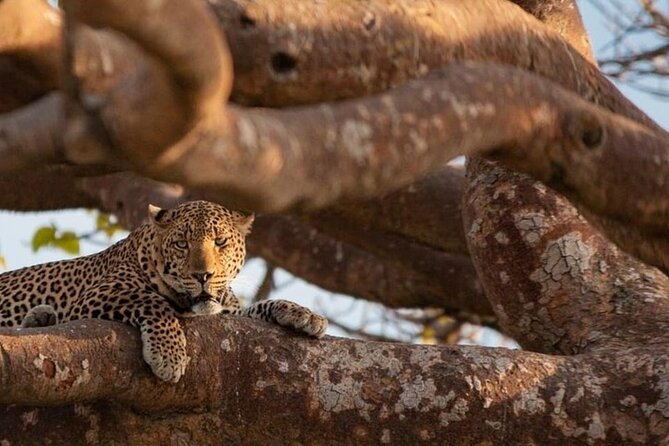National Park Half-Day Group Tour in Nairobi with Pickup - Price and what you should budget for before you arrive