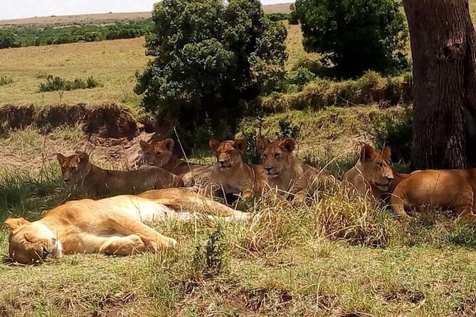 National Park Half-Day Group Tour in Nairobi with Pickup - Who this Nairobi National Park group tour is best for