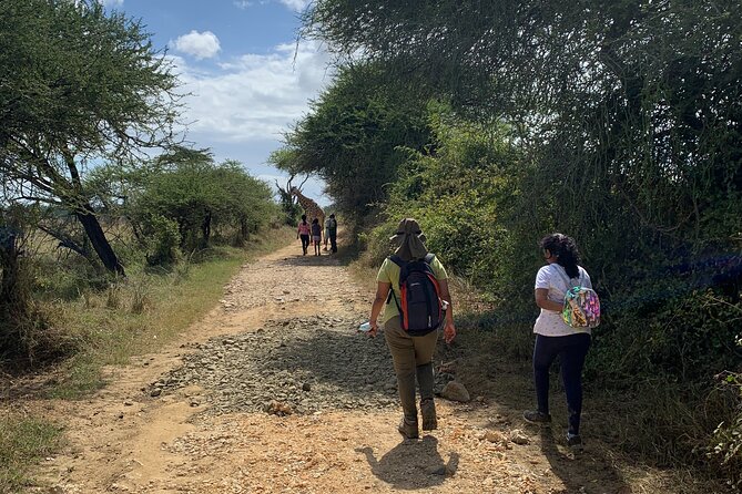 Nature Walk with Giraffes in Mombasa - Your 2-hour walk: how the experience usually flows