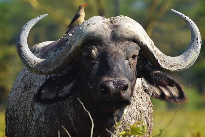 Ol Pejeta Conservancy and Chimpanzee Sanctuary Full-Day Tour from Nairobi - A Long Day From Nairobi, With Two Big Payoffs