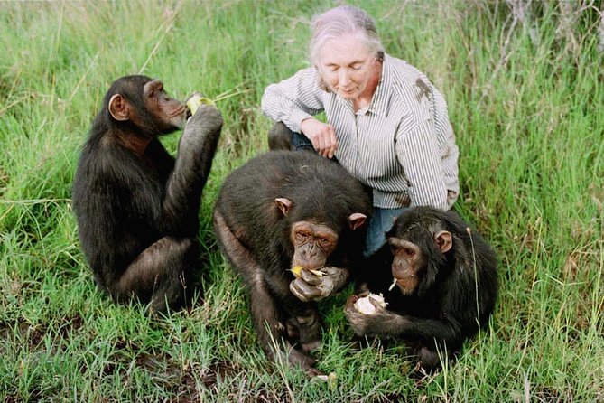 Ol Pejeta Conservancy and Chimpanzee Sanctuary Full-Day Tour from Nairobi - Getting to Sweetwaters: The Coffee and Tea Estate Drive
