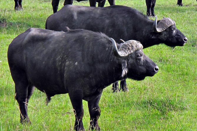 Ol Pejeta Conservancy and Chimpanzee Sanctuary Full-Day Tour from Nairobi - Price and Value: Is $395 Worth It?