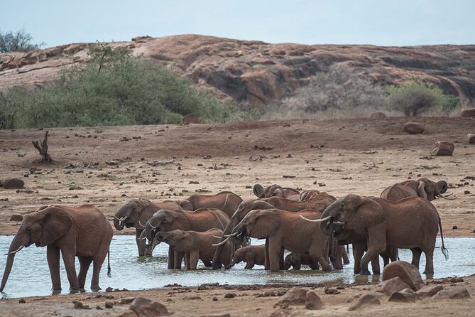 Ol Pejeta Conservancy and Chimpanzee Sanctuary Full-Day Tour from Nairobi - Guides Make the Difference: Simon, Bonnie, and Joseph