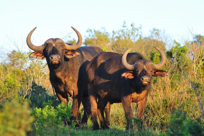 Ol Pejeta Conservancy and Chimpanzee Sanctuary Full-Day Tour from Nairobi - Lunch at the Lodge: Budget Time and Don’t Rush It