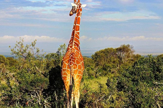 Ol Pejeta Conservancy Day Tour from Nairobi - Ol Pejeta in One Long Day: What Makes It Feel Worth the Long Drive