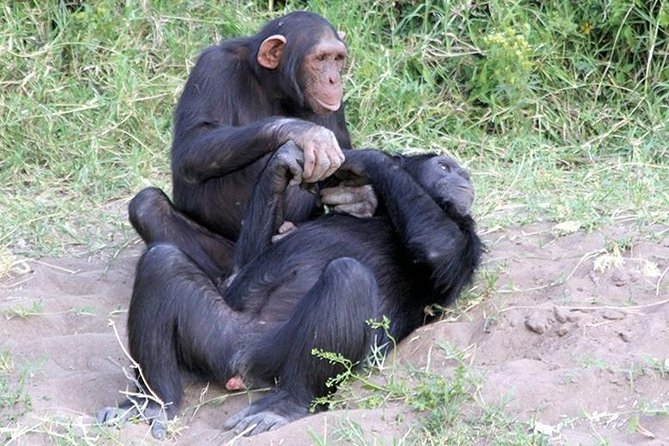 Ol Pejeta Conservancy Day Tour from Nairobi - First Game Drive: The Northern Side for Chimpanzees and Big Five Chances