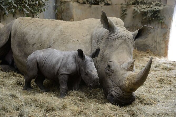 Ol Pejeta Conservancy Day Tour from Nairobi - Price and Logistics: Is $380 Actually Good Value?