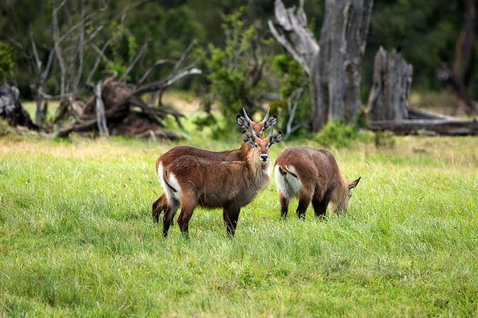 Ol Pejeta Conservancy Day Tour from Nairobi - Practical Tips for a Smoother Day (No Guesswork Needed)
