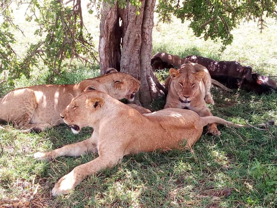 Ol Pejeta Conservancy Full Day Tour From Nairobi - Chimpanzee sanctuary visit: rescued orphans and close viewing