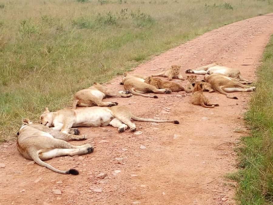 Ol Pejeta Conservancy Full Day Tour From Nairobi - Sweet Waters Serena Camp lunch: a real break, not a rushed stop