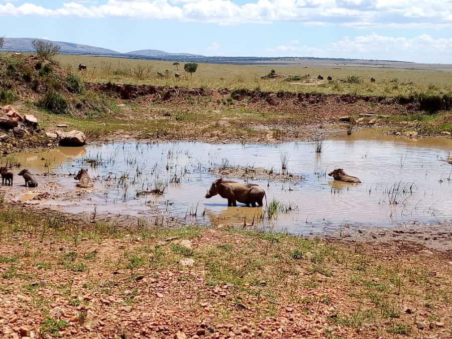 Ol Pejeta Conservancy Full Day Tour From Nairobi - Private group with an English guide: when it helps most