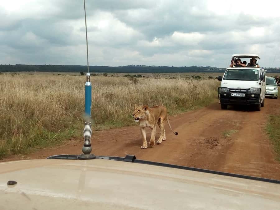 Ol Pejeta Conservancy Full Day Tour From Nairobi - Arriving at Ol Pejeta: why the northern area matters