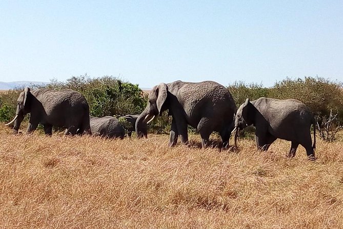 Olpejeta conservancy Day tour - Chimp Encounters and the White Rhino Story You Might Remember
