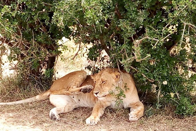 Olpejeta conservancy Day tour - Price and Value: $358.98 Per Person, What You’re Paying For