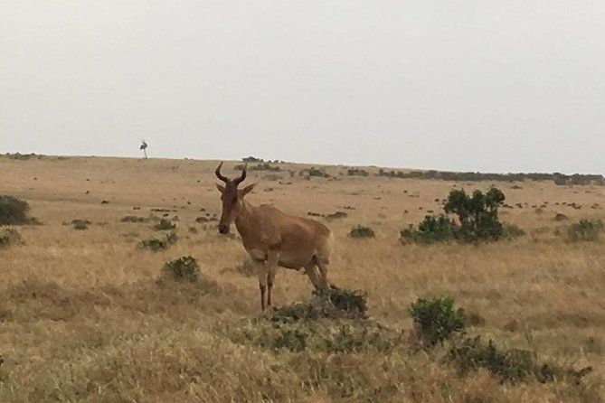 Olpejeta conservancy Day tour - Comfort on the Roads: What to Expect and How to Prepare