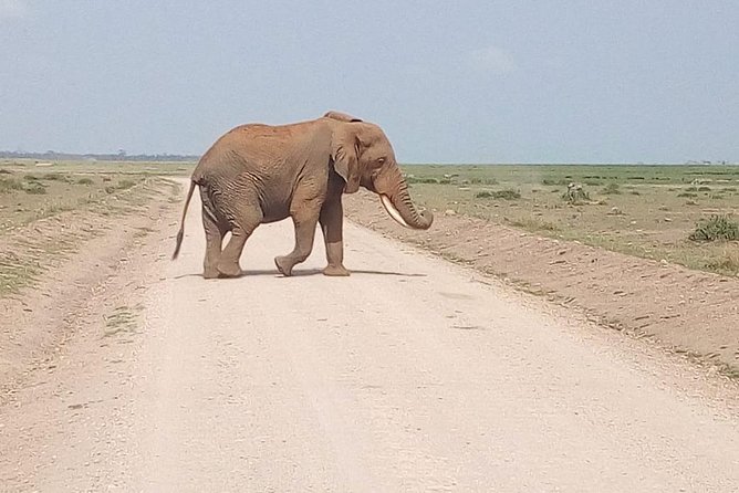 Olpejeta conservancy Day tour - Ol Pejeta Conservancy: What the High-Security Setup Means for You