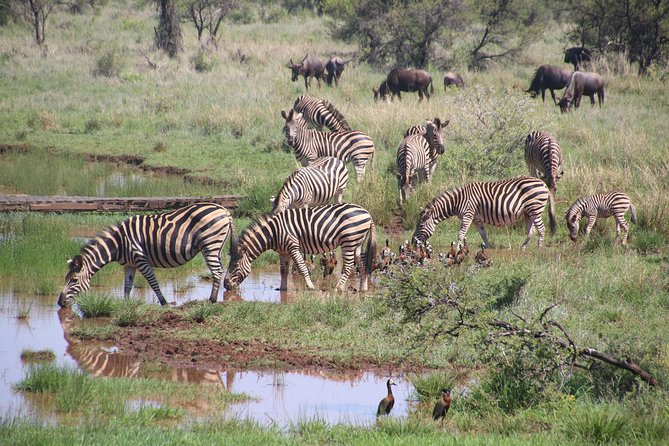 Olpejeta, Lake Naivasha, Masai Mara 5 Days Private Kenya Jeep tour - Private jeep, hotel transfers, and why the timing feels practical