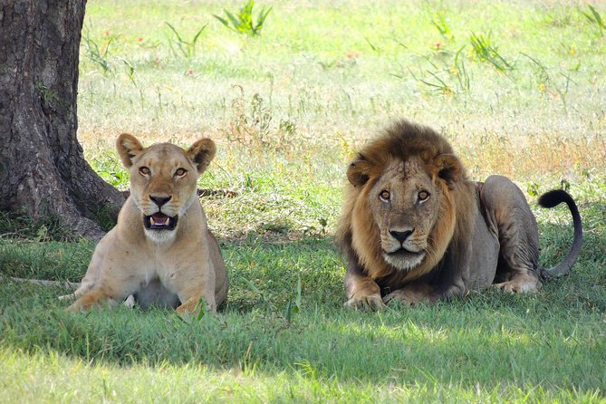 Olpejeta, Lake Naivasha, Masai Mara 5 Days Private Kenya Jeep tour - Who this Maasai Mara, Naivasha, and Ol Pejeta mix is for