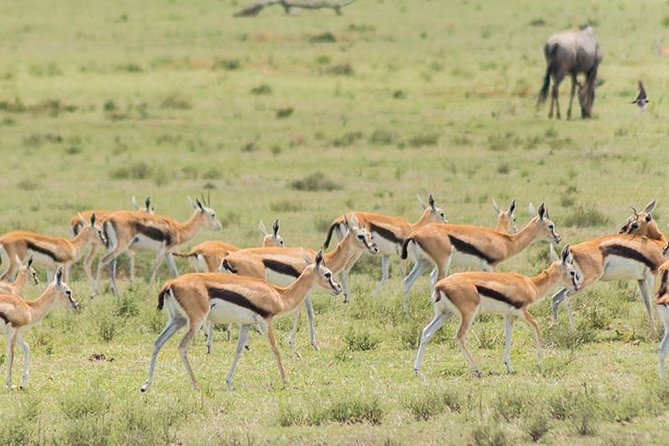 Olpejeta, Lake Naivasha, Masai Mara 5 Days Private Kenya Jeep tour - Maasai Mara: two days of game viewing, plus a Mara River picnic