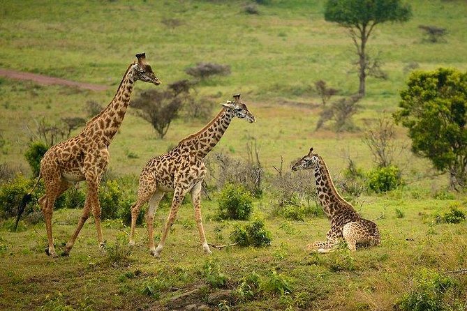 One Day Tour to Maasai Mara Game reserve from Nairobi - Nairobi Pickup at 5:00am: The Real Deal