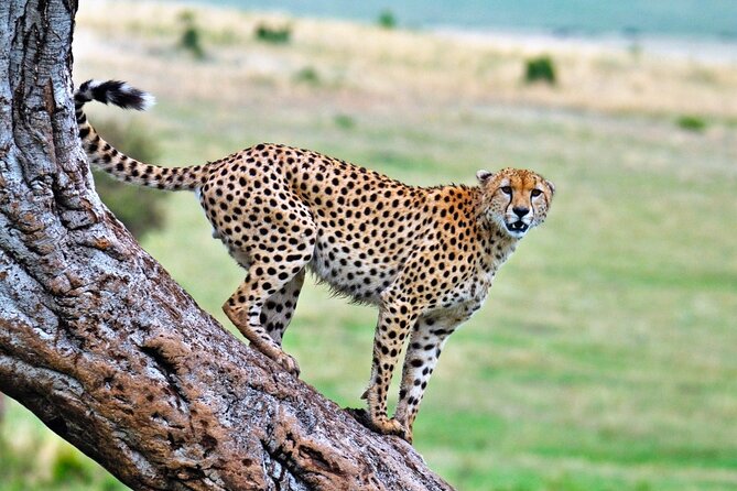 One Day Tour to Maasai Mara Game reserve from Nairobi - Sekenani Gate to the Mara River: How Game Drives Feel