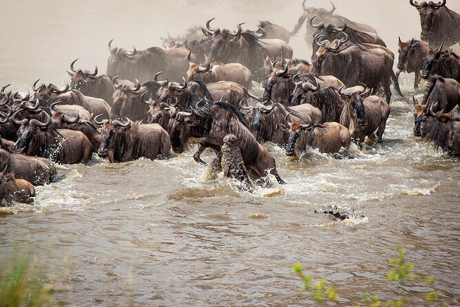 One Day Tour to Maasai Mara Game reserve from Nairobi - The Pop-Up Roof Land Cruiser: Why It Matters