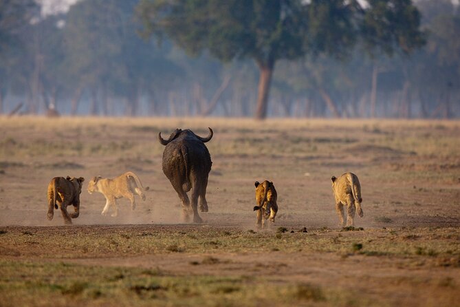 One Day Tour to Maasai Mara Game reserve from Nairobi - Lunch at 1300hrs: Picnic Included, Lodge Buffet Optional