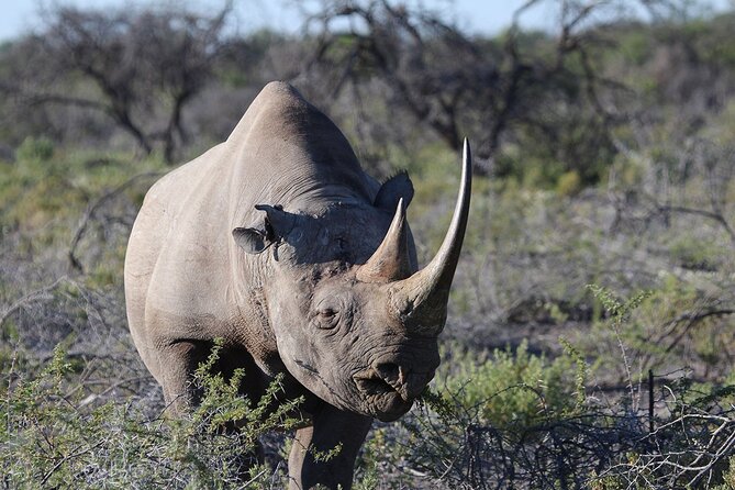 One Day Tour to Maasai Mara Game reserve from Nairobi - Big Five Chances, and What to Expect From a One-Day Plan