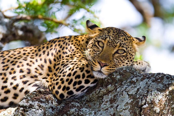 One Day Tour to Maasai Mara Game reserve from Nairobi - The Drive to the Reserve, and How You Stay Comfortable