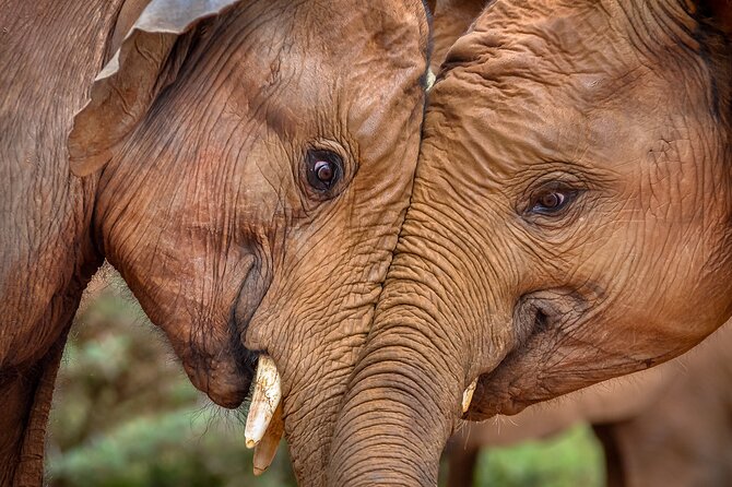 One Night (Mid-range) Amboseli National Park Safari - Day 2: breakfast, enroute game drive, then back to Nairobi by noon