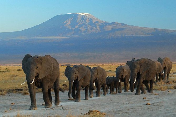 Overnight Amboseli National Park Safari from Nairobi - Key takeaways before you go
