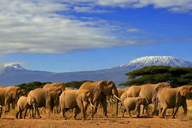 Overnight Amboseli National Park Safari from Nairobi - Pickup at 0700, then the Nairobi-Mombasa road to savanna country